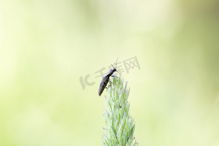 内衬点击甲虫 (Agriotes lineatus) 站在单个 g 的顶部