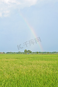 稻田上美丽的彩虹