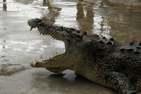 一只巨大的鳄鱼张开嘴准备咬住猎物