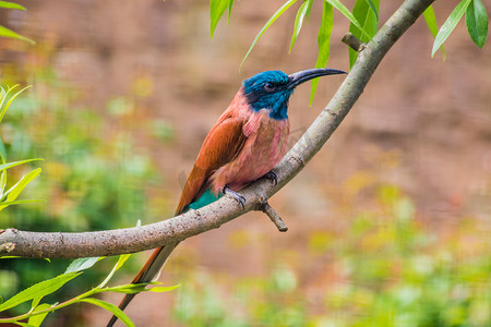 鸟儿飞翔摄影照片_坐在树枝红蓝羽毛上的胭脂红食蜂鸟