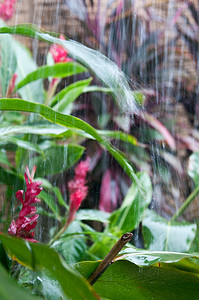 雨叶摄影照片_雨下的花