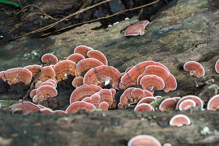 森林灵芝摄影照片_木头上蘑菇的特写镜头