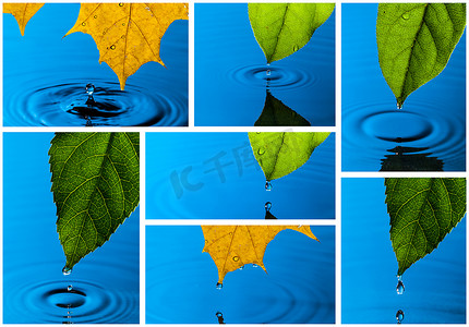黄色和绿色叶子和水滴的拼贴画