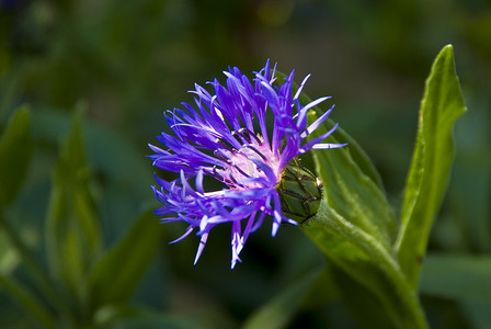 蓝粉色按钮摄影照片_矢车菊 (Centaurea Cyanus)