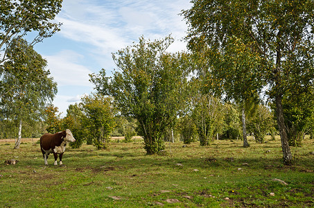 赫里福德牛摄影照片_风景中的孤独牛