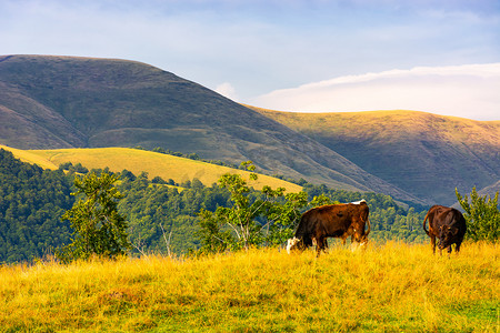 奶牛在山区的山毛榉林附近吃草
