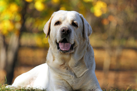 秋天公园里的甜黄色拉布拉多犬