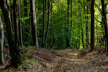 原始森林背景摄影照片_穿过被风化树叶覆盖的森林的道路