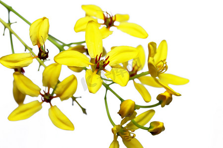 黄色花朵背景摄影照片_黄色花朵背景