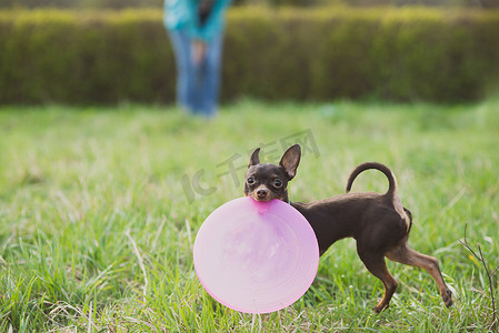 玩具飞盘摄影照片_可爱的俄罗斯玩具梗犬拿着飞盘看着镜头