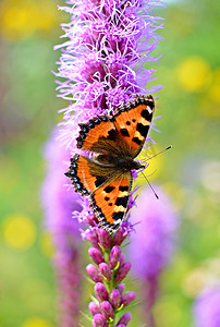 展翅摄影照片_小龟甲 (aglais urticae) 蝴蝶坐在一朵紫色的花上