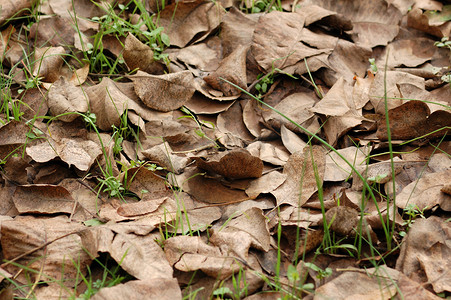 树叶枯萎摄影照片_棕色的叶子