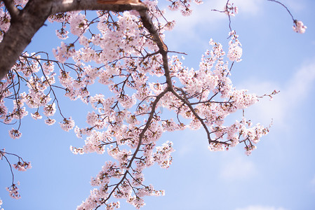 日本樱花季摄影照片_春天樱花盛开，焦点柔和，韩国樱花季，背景。