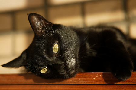 小动物黑猫摄影照片_黑猫