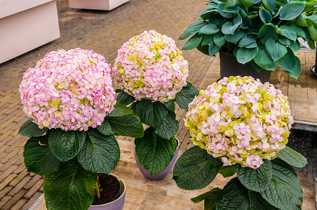 粉色夏天背景摄影照片_粉色、白色和黄色八仙花属霍滕西亚盆栽花，库肯霍夫公园，Lisse，荷兰