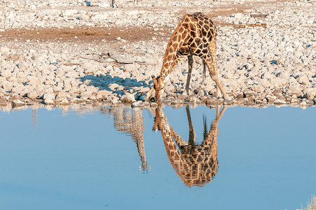 纳米比亚长颈鹿喝水。