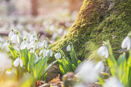 咸宁桂花摄影照片_在阳光明媚的日子里，春天森林里的嫩雪花莲。