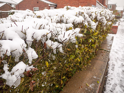 墙冬后树篱绿色植物上的雪