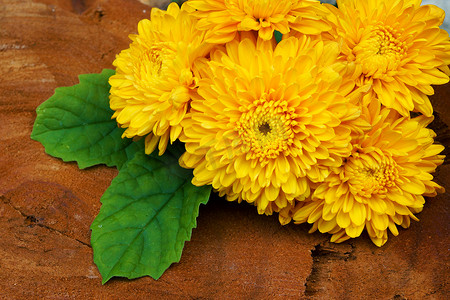 家庭欢庆摄影照片_菊花黄色的花。 