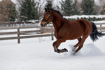 美丽的马在冬天在篱笆后面的牧场上奔跑
