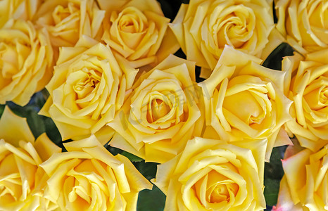 大有可为摄影照片_美丽的黄玫瑰，顶视图。