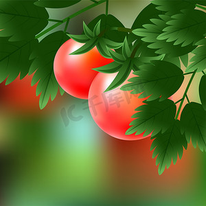 红色、多汁、成熟的西红柿长在绿色的树枝上。