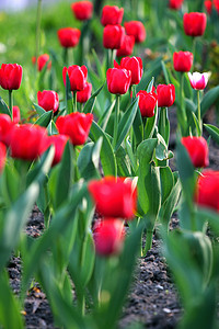 高大上红色背景摄影照片_一个巨大的花园，在高大的 g 上种着美丽的郁郁葱葱的红色郁金香