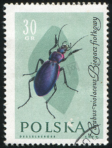 邮票昆虫