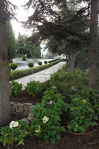 城市公园高冷杉树荫下的蓝色绣球花，小巷由人行道布置