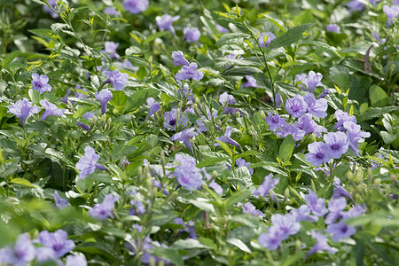 草原花朵摄影照片_草原上的紫色小花