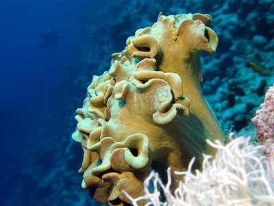 与软珊瑚的珊瑚礁在热带海底部在蓝色水背景