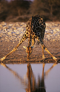 马赛长颈鹿 (Giraffa Camelopardalus) 在水坑喝水