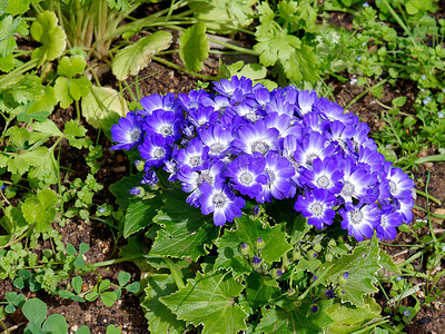 塔维拉盛开的蓝色瓜叶菊花