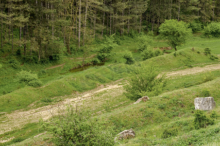 大象在深林走路摄影照片_草地和深林