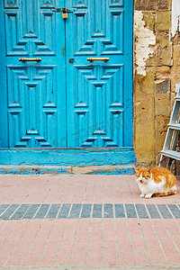 非洲摩洛哥背景中的猫