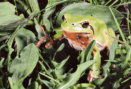 青蛙跳摄影照片_一只绿色青蛙 Hyla 在草地上的特写