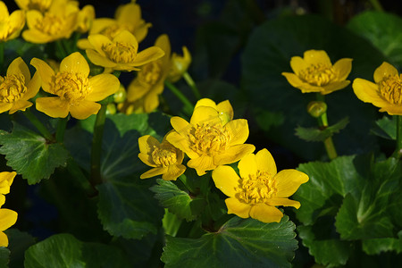 绿色加黄色摄影照片_关闭在绿色叶子的黄色Caltha花