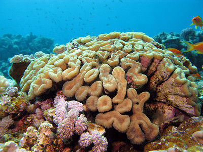 海底鱼背景摄影照片_蓝色水背景下热带海底珊瑚礁与脑珊瑚