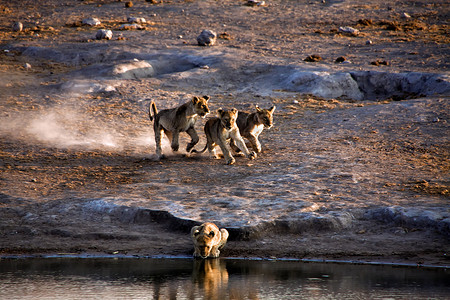 狮子奔跑摄影照片_在纳米比亚埃托沙国家公园的水坑附近奔跑的幼狮
