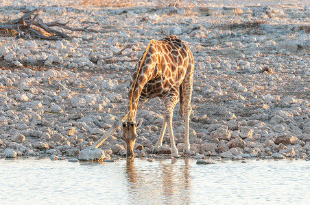长颈鹿喝水摄影照片_纳米比亚长颈鹿在日落时喝水