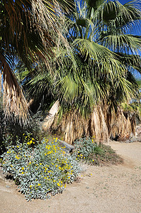 棕榈树和野花