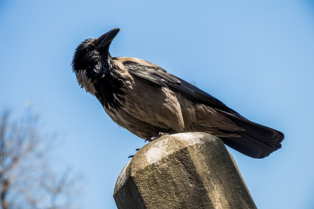 乌鸦属中的蒙面乌鸦 Corvus cornix