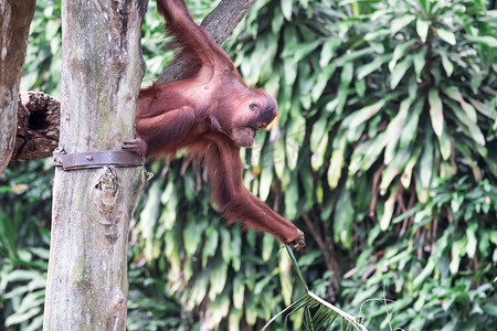 婆罗洲猩猩在动物园的藤蔓上荡秋千