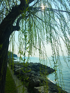 巫婆背景摄影照片_巫婆柳树在湖岸，夏天
