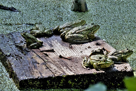 绿色的青蛙摄影照片_几只绿色的青蛙坐在板上
