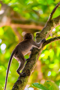活跃的小猴子爬上一棵高大的树
