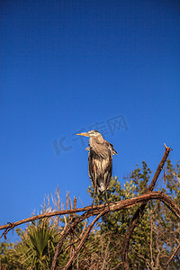 大蓝鹭 Ardea herodias 眺望大海