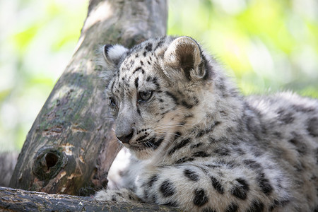 雪豹猫 Irbis 的小猫