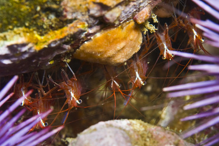 红岩虾（Lysmata californica）