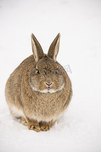 雪中​​的兔子
